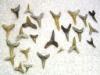 Sand Tiger Shark Teeth